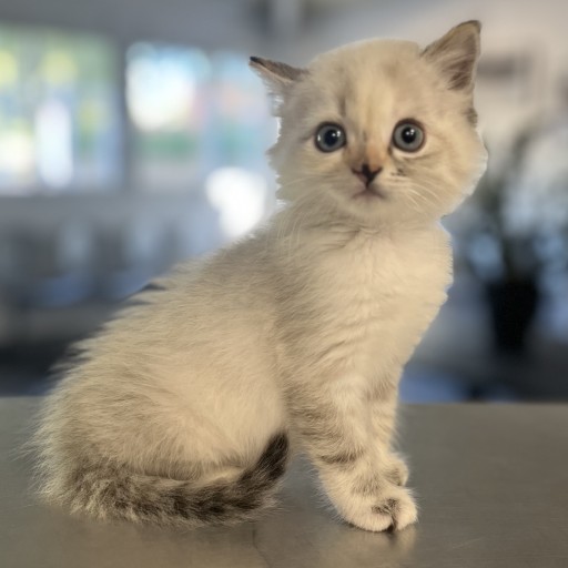 chat Mimichat